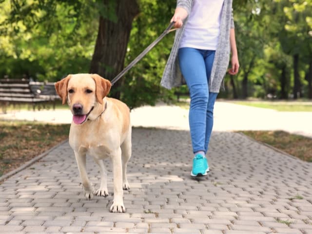 Pet Sitting Annapolis: Best Dog Sitting Services in Annapolis, Maryland