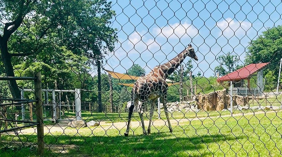 Things To Do In The Maryland Zoo in Baltimore: Find Attractive Exhibits and Activities