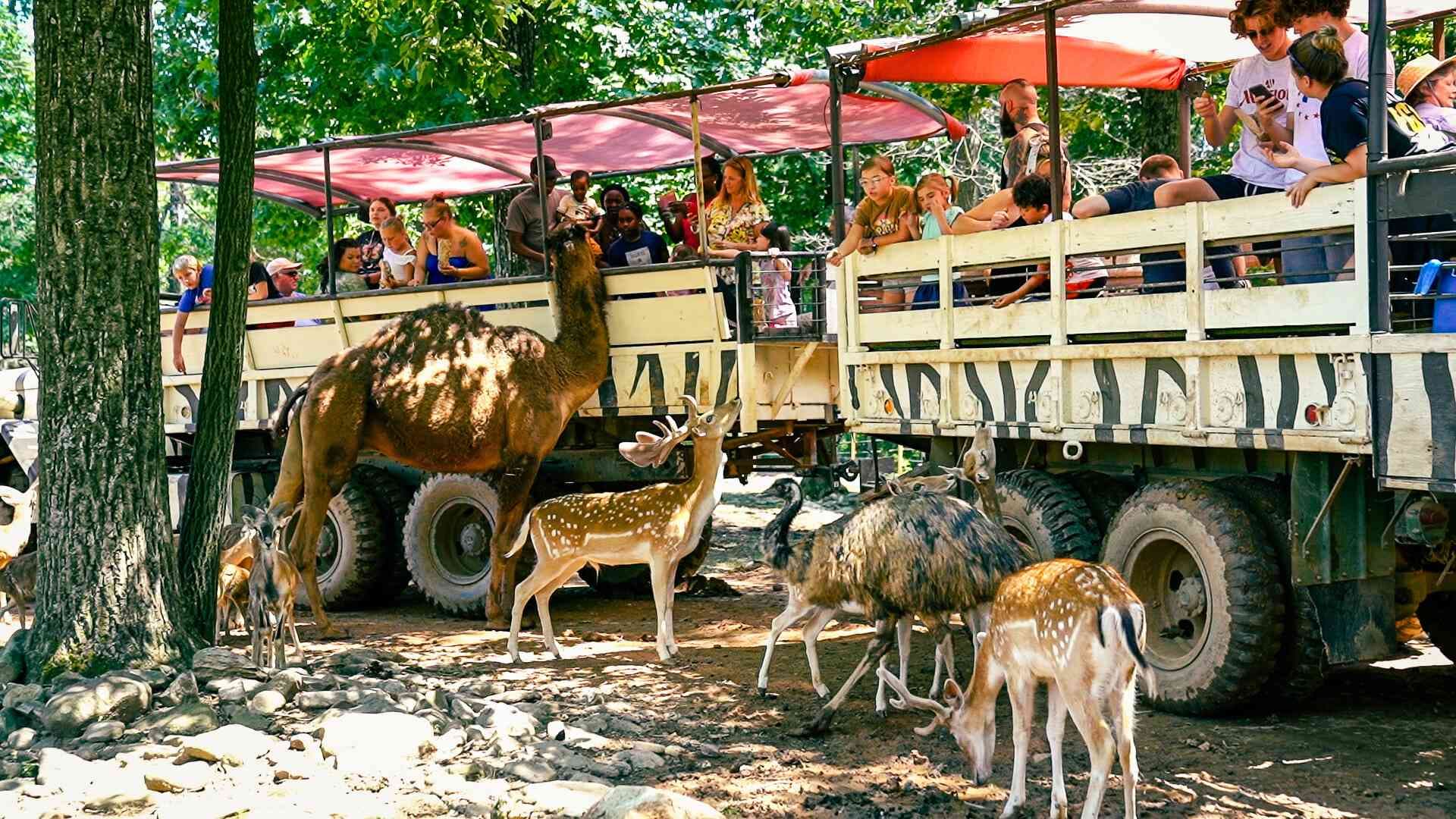 Discovering Catoctin Zoo: A Maryland Adventure