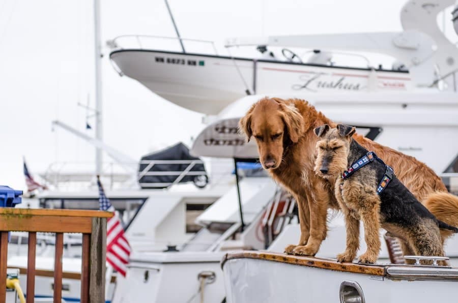 Find Dog Friendly Activities in Annapolis, Maryland