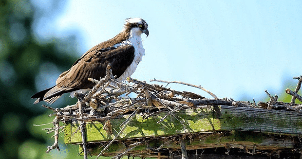 Things to do at Smallwood State Park Maryland
